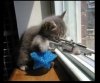 Cat Sniper