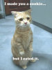 Remorseful cat